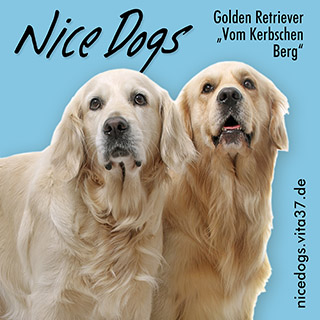 nicedogs.vita37.de: Golden Retriever #Flower und #Gangster